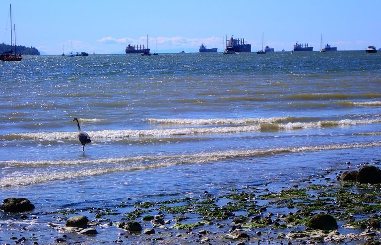 Blue Heron on the Bay01.jpg