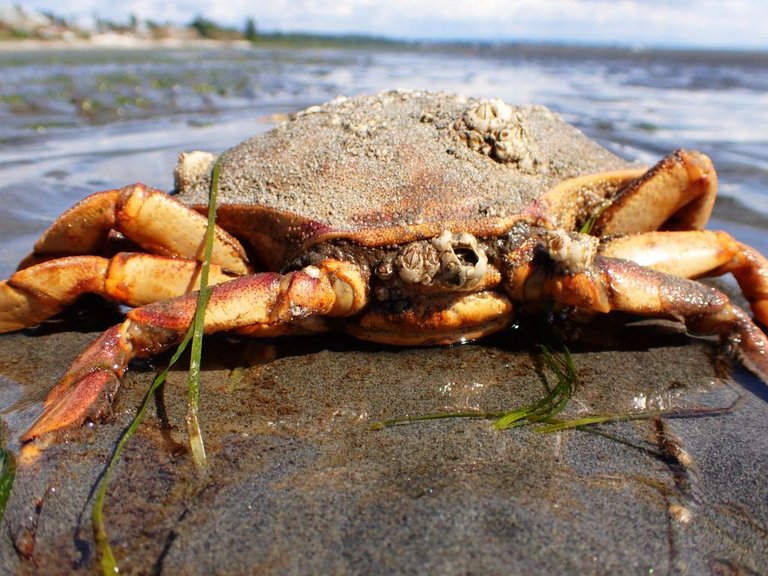 WR Crab02.jpg