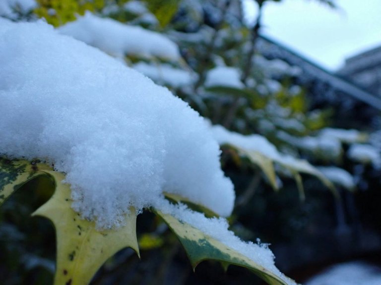 Snow_Covered_Plant_0001.jpg