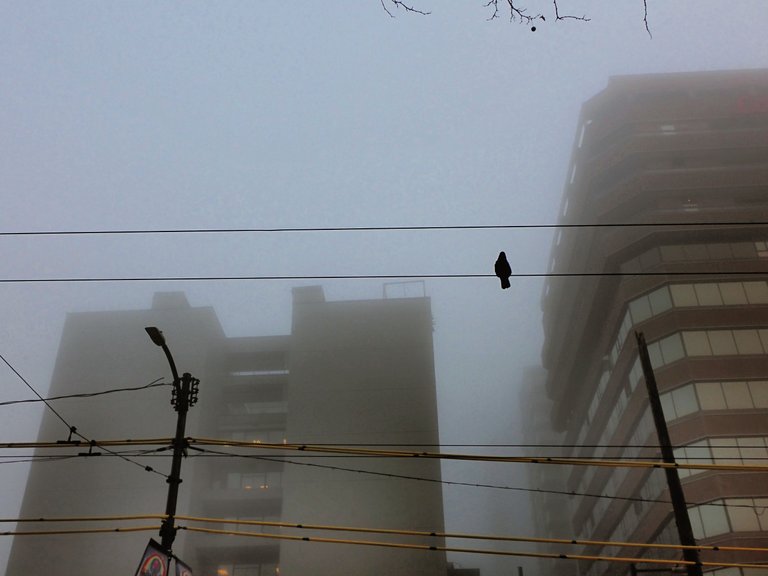 Fog_West_End0002.jpg