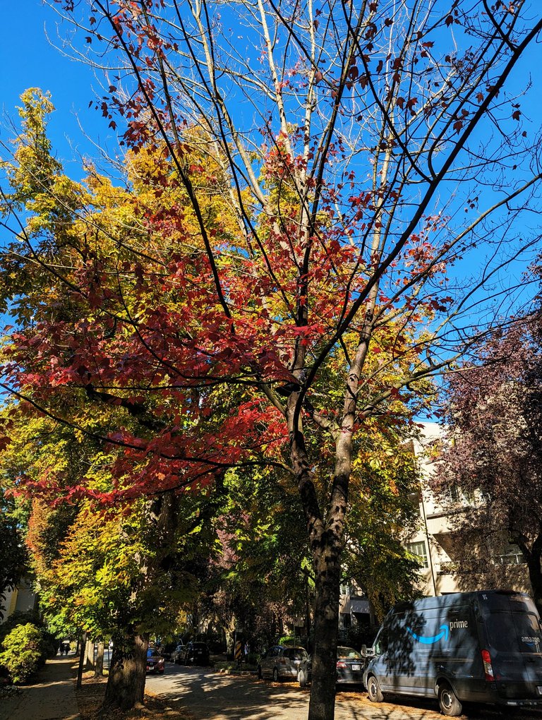 fall_tree_colors0002.jpg