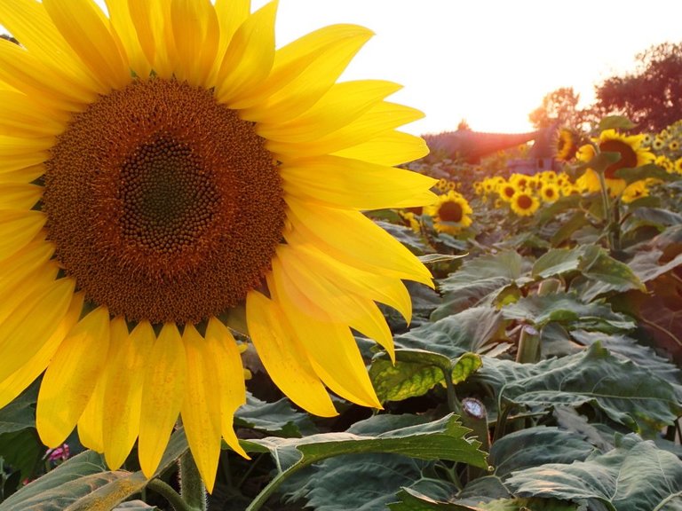 Sunflower Fields31.jpg