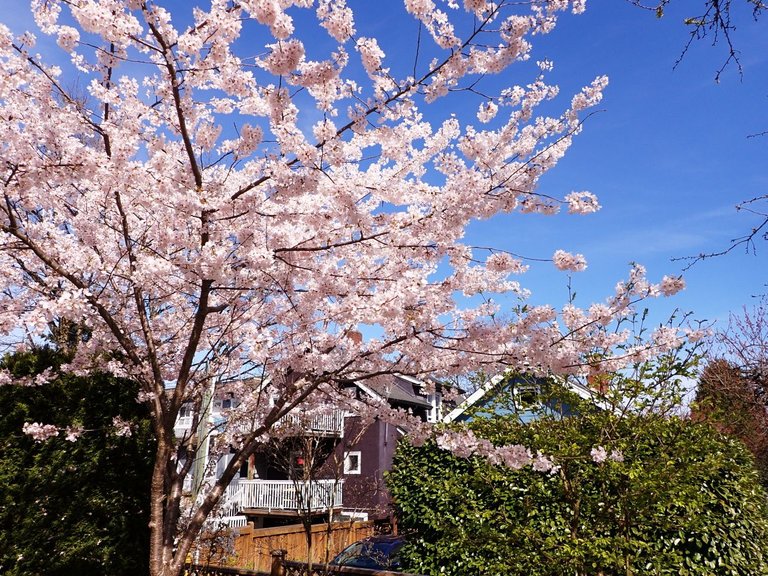 Cherry_Blossoms_Main0005.jpg