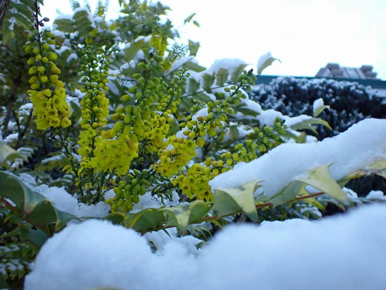 Snow_Covered_Plant_0003.jpg