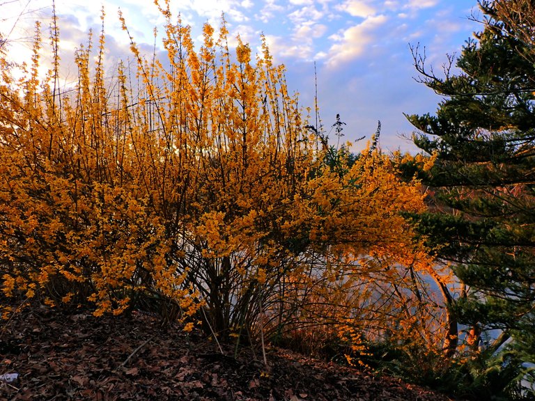 yellow_spring_bushes.jpg