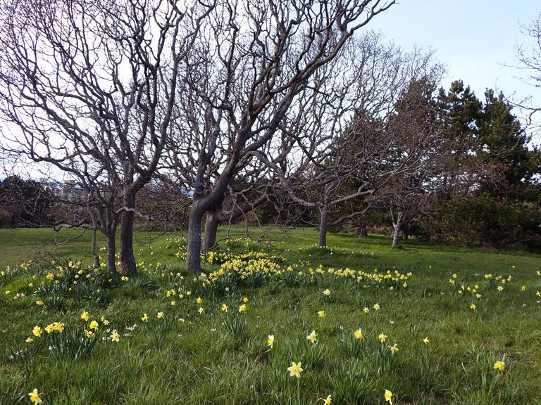 Flowers_Van_Island0003.jpg