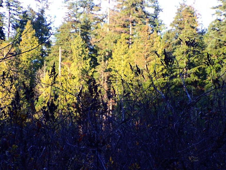 forest_sunlight.jpg