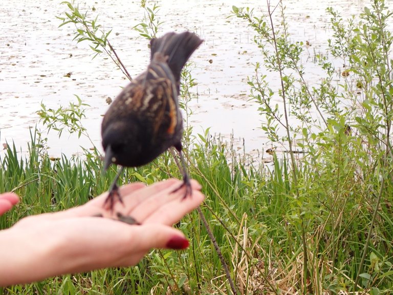 Bird_Sanctuary0020.jpg