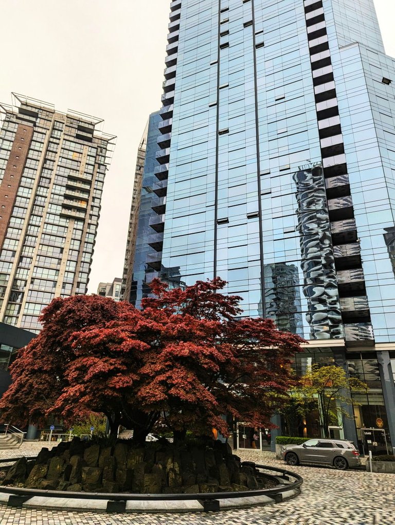 Tree Downtown01.jpg