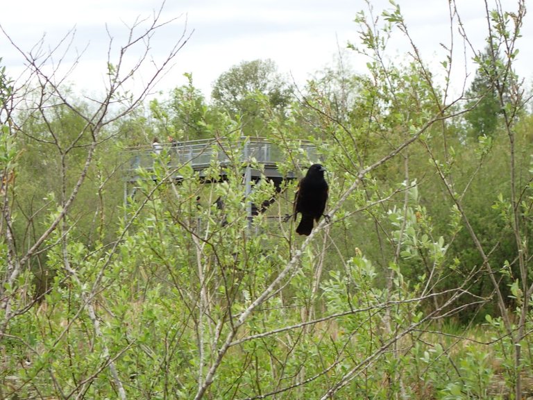 Bird_Sanctuary0019.jpg