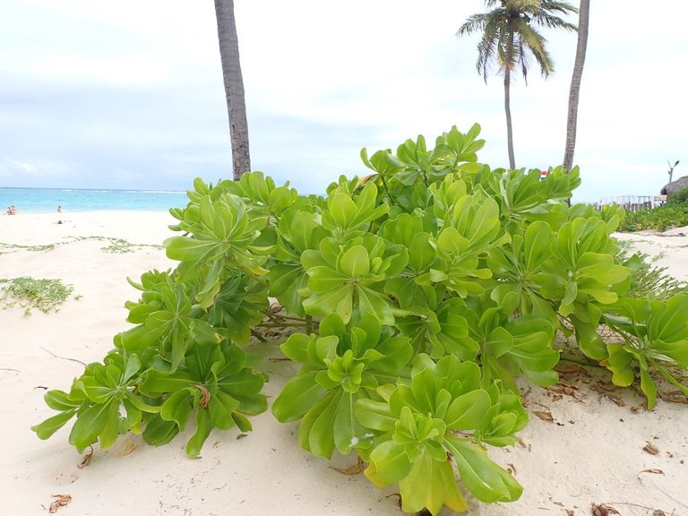 Beach in DR010.jpg