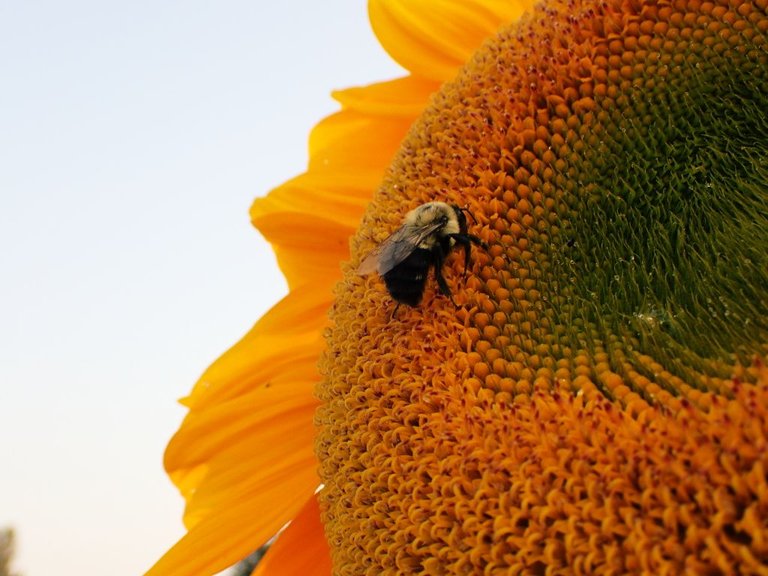 Sunflower Fields04.jpg