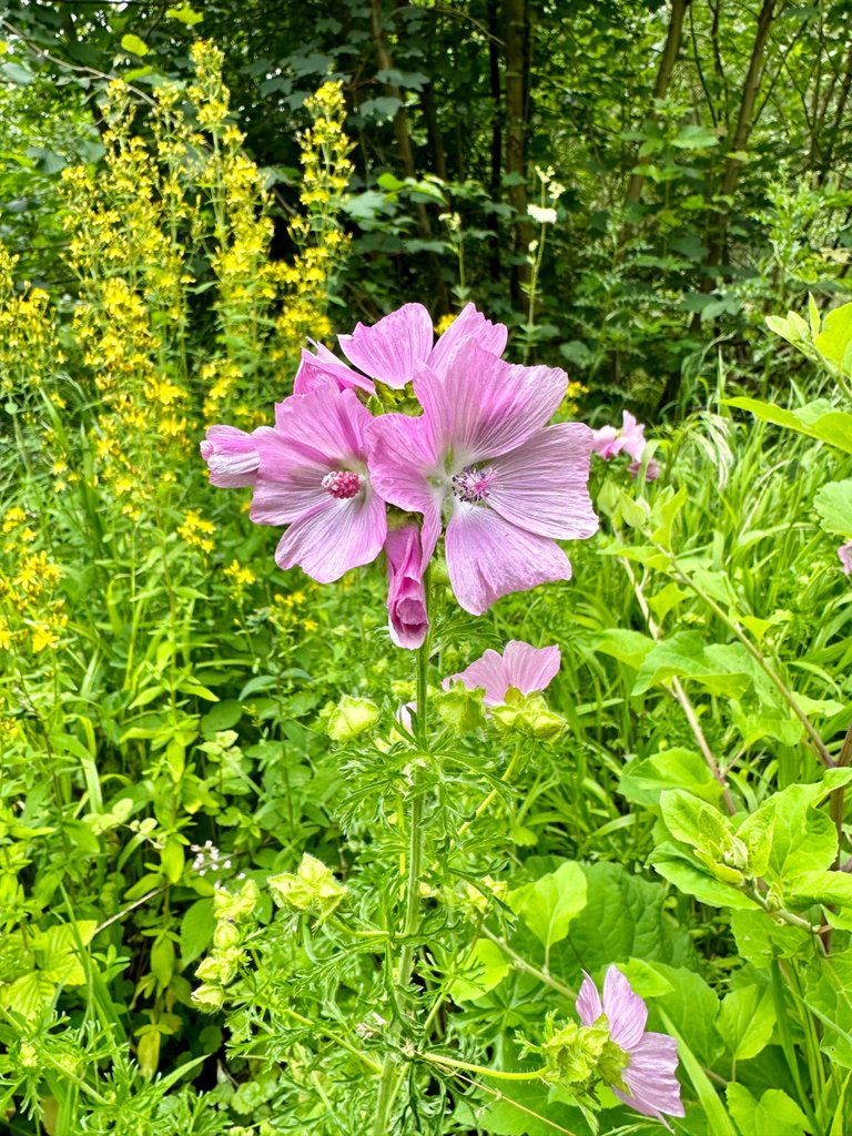 IMG_5467.jpeg