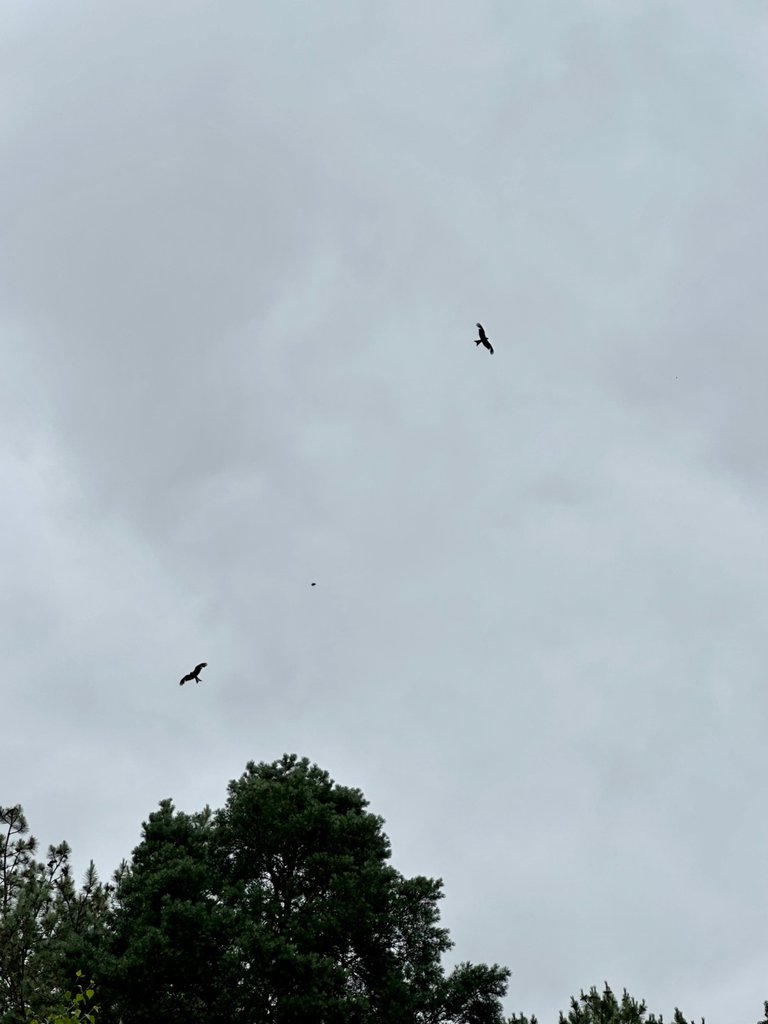 IMG_5473.jpeg