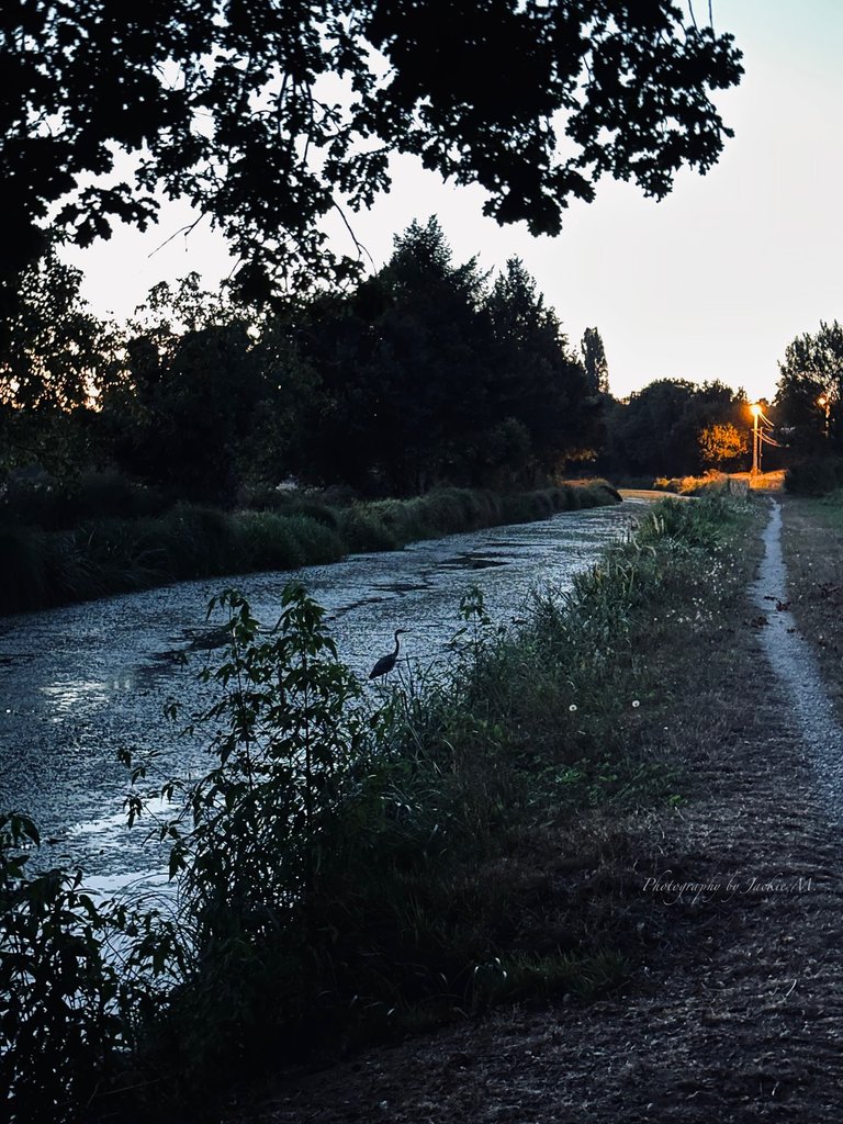 IMG_2459.jpeg