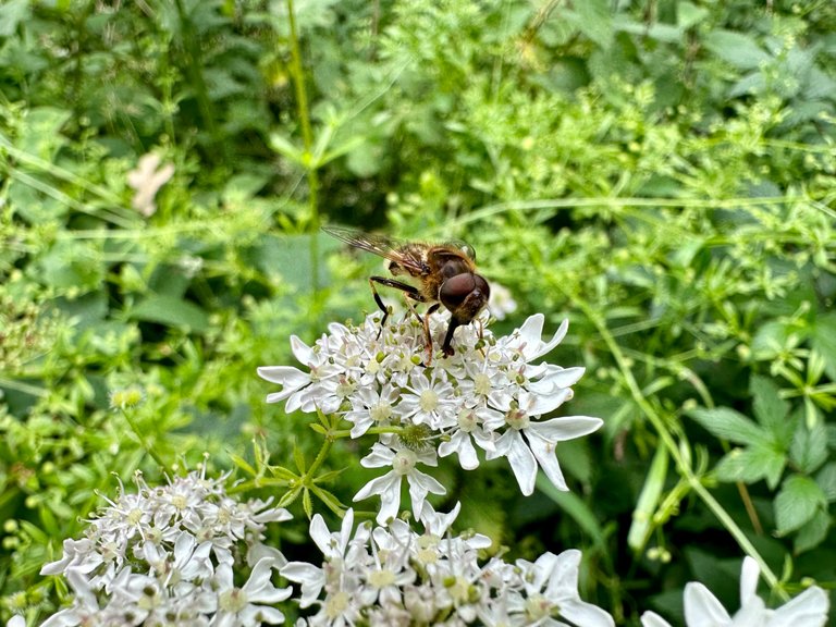 IMG_5481.jpeg