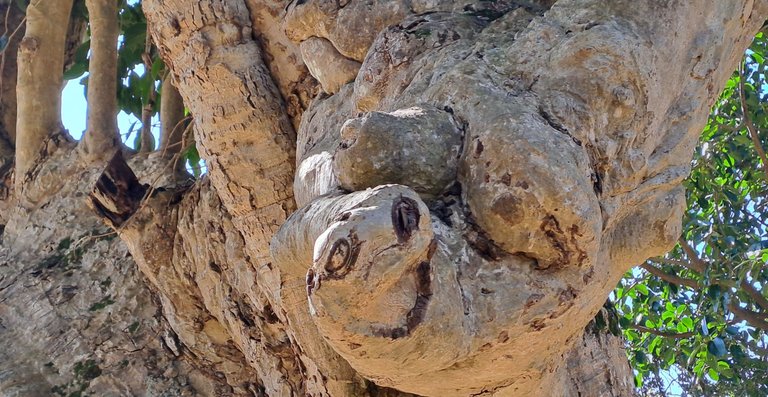 20250508_121832 tree face.jpg