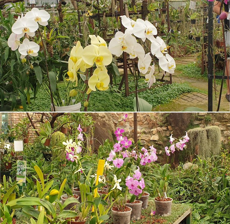 orchids 2.jpg