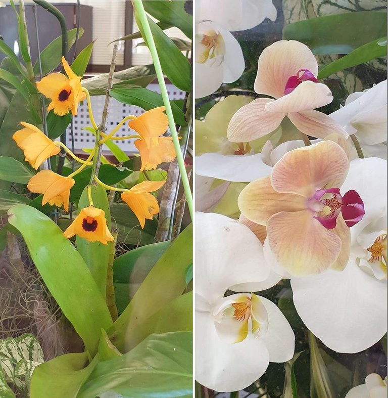 orchids 2.jpg