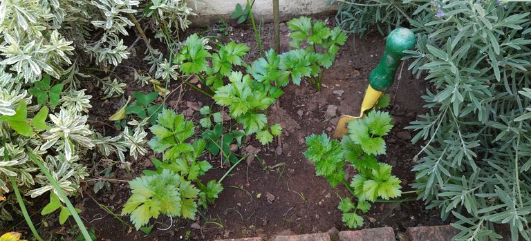 Herb Garden.jpg