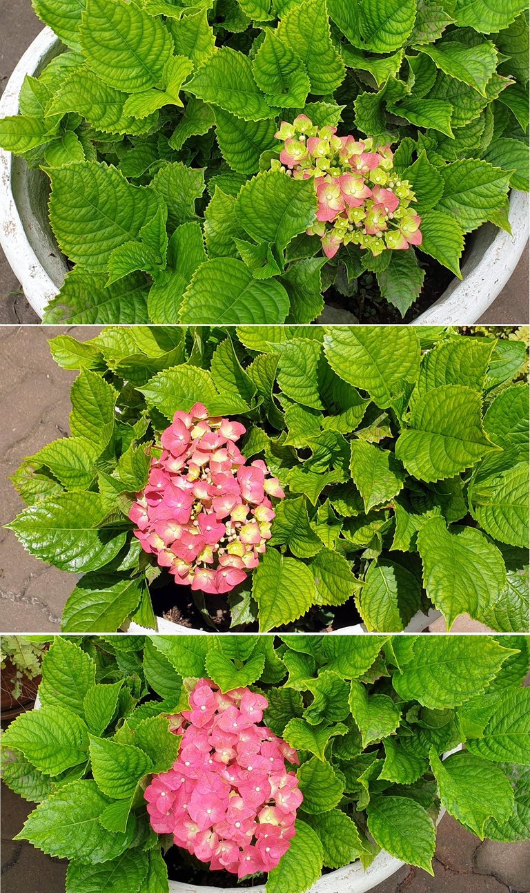 french Hydrangea.jpg