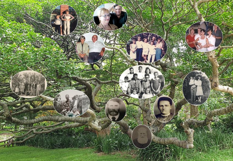 family tree.jpg