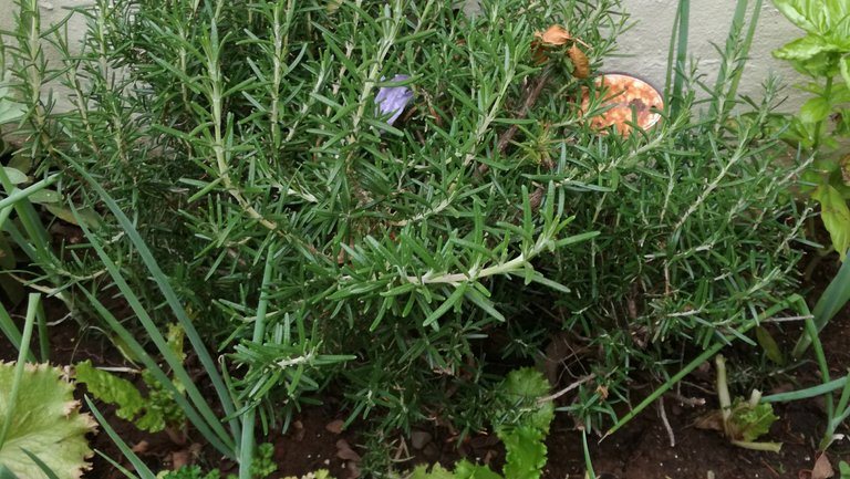 Herb Rosemary.jpg