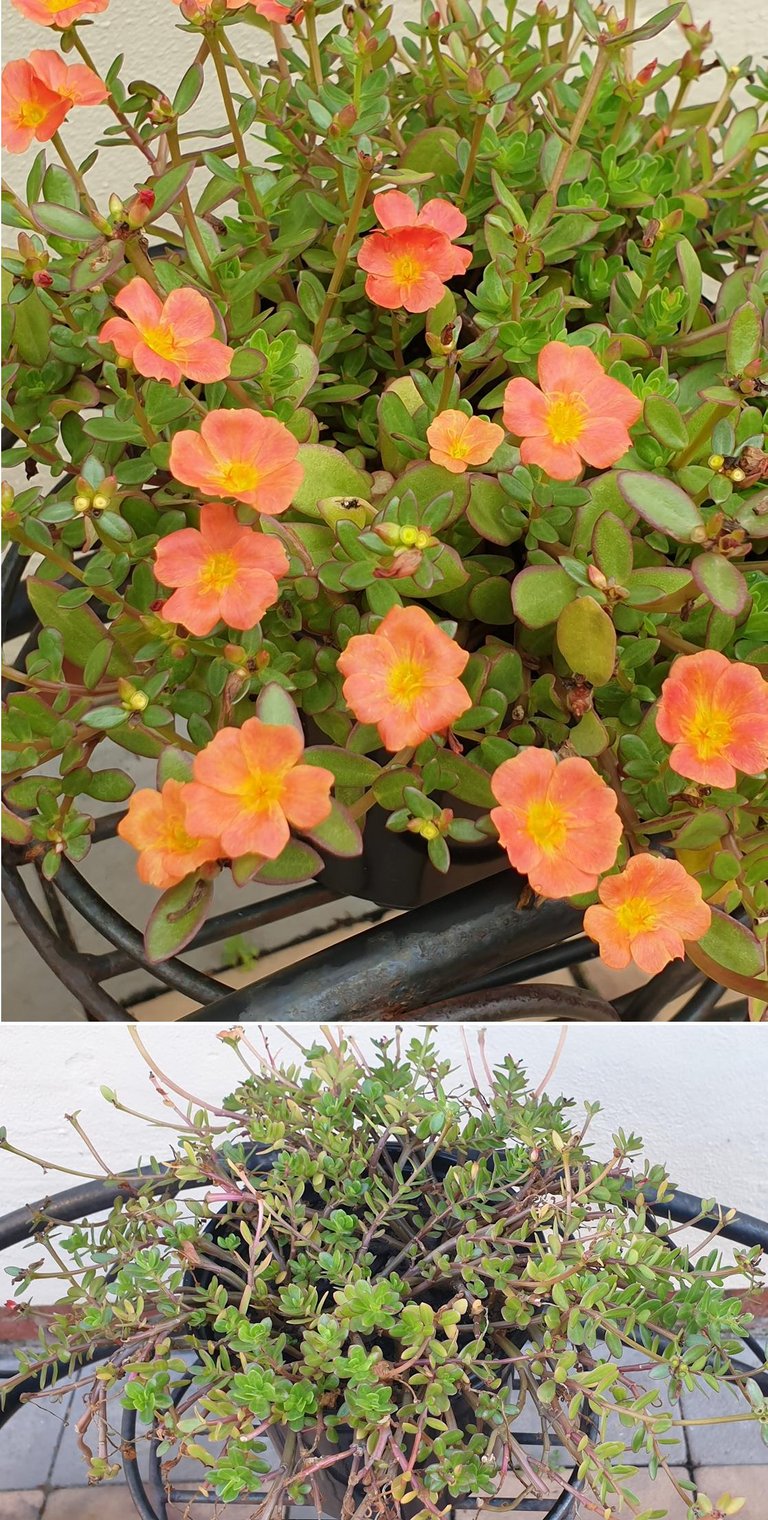 portulaca.jpg