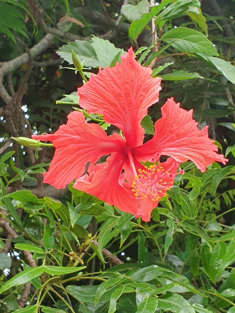 20220222_hibiscus.jpg