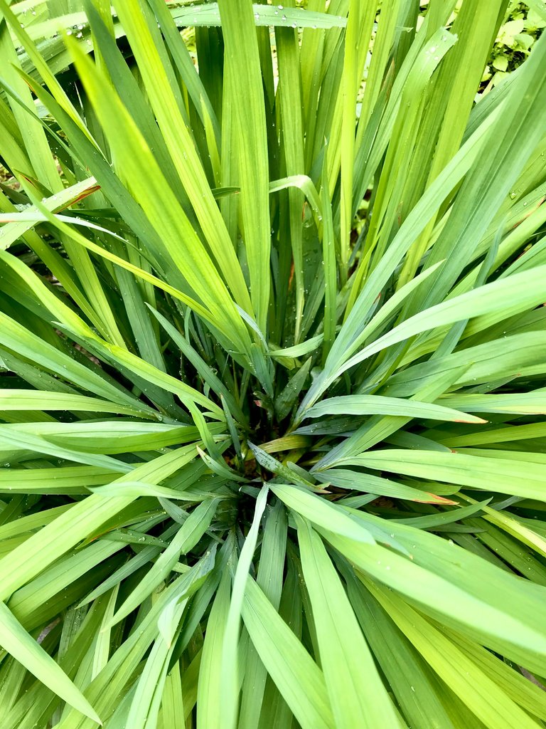 lemon grass.jpg