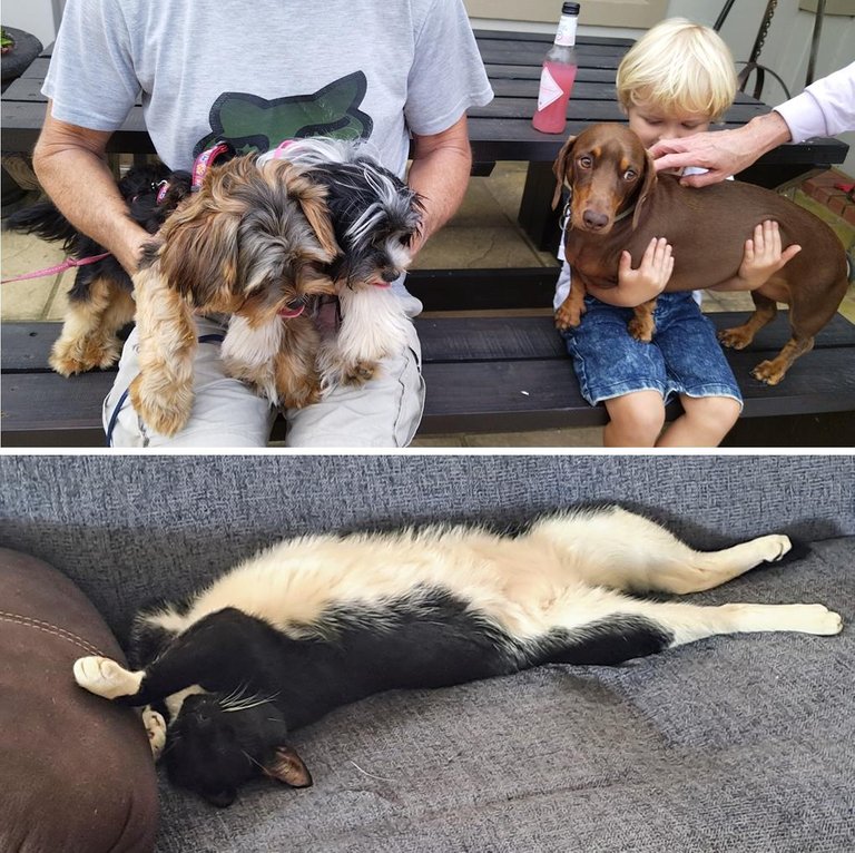 furry pets.jpg