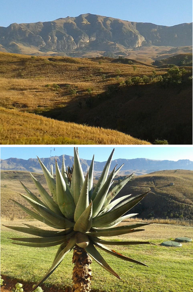 Alpine heath Cactus mountain.png