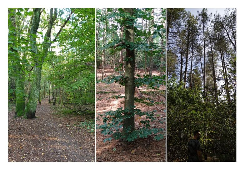 forest.jpg