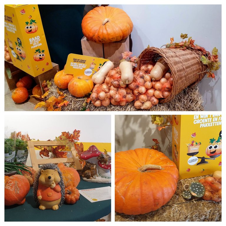 IMG_20231011_173659-COLLAGE.jpg