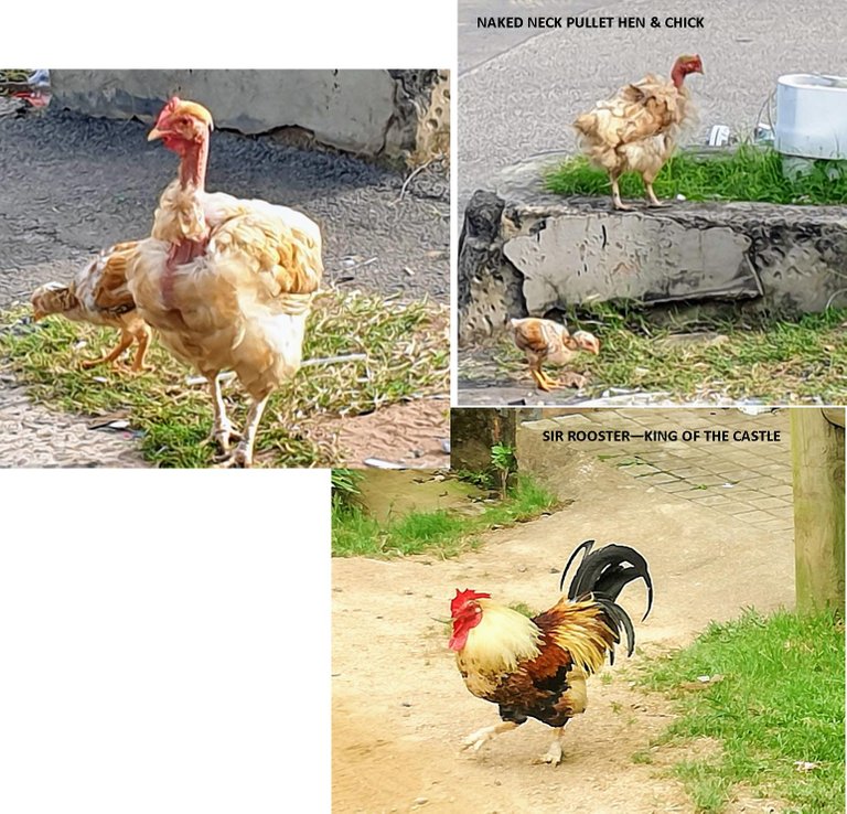 ROOSTER PULLET.jpg