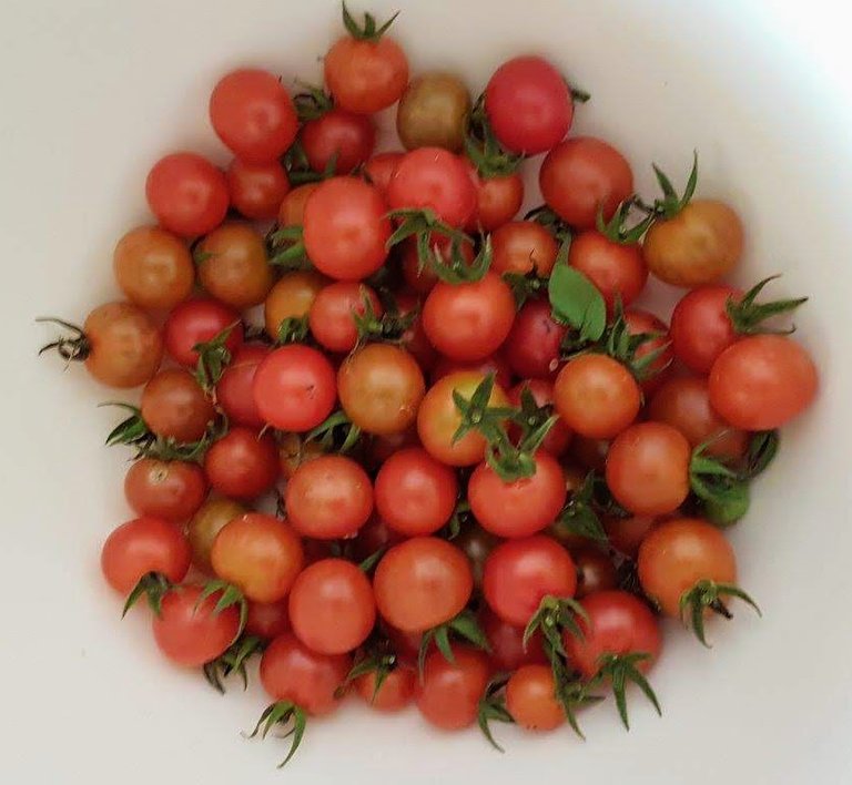 Veg Cherry tomatoes.jpg