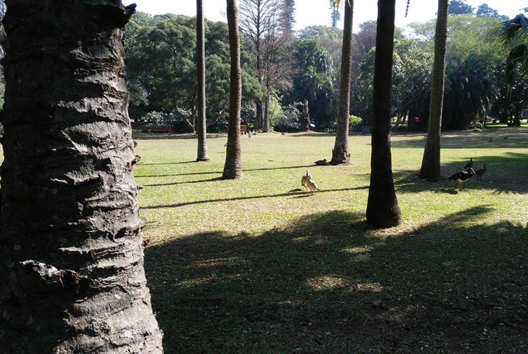 Botanic Gardens trees.png