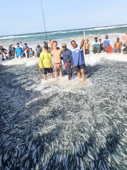 Sardines netted.JPG