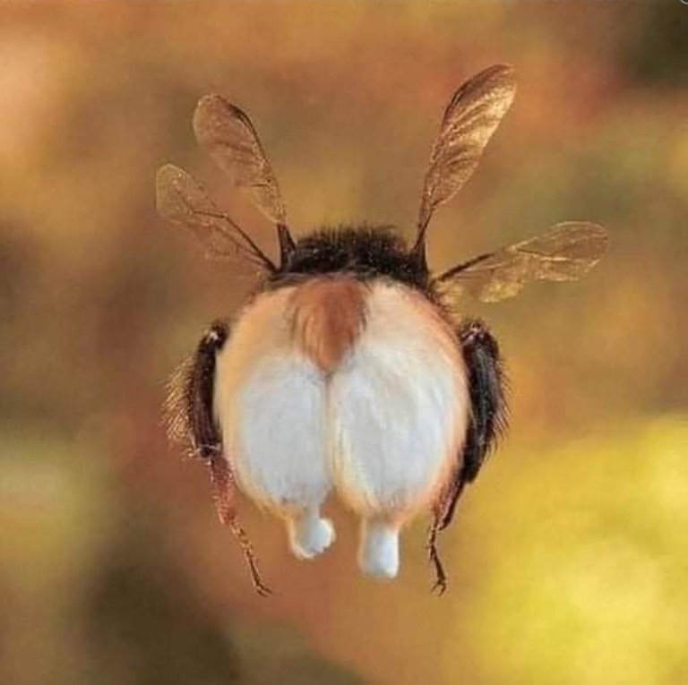 Bee Butt.JPG