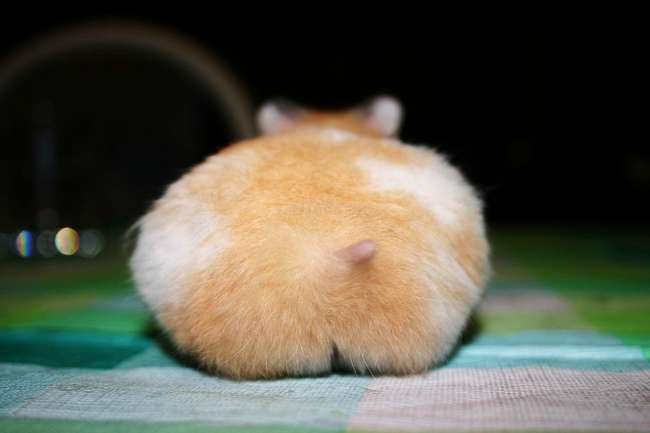 Hamster butt.jpg