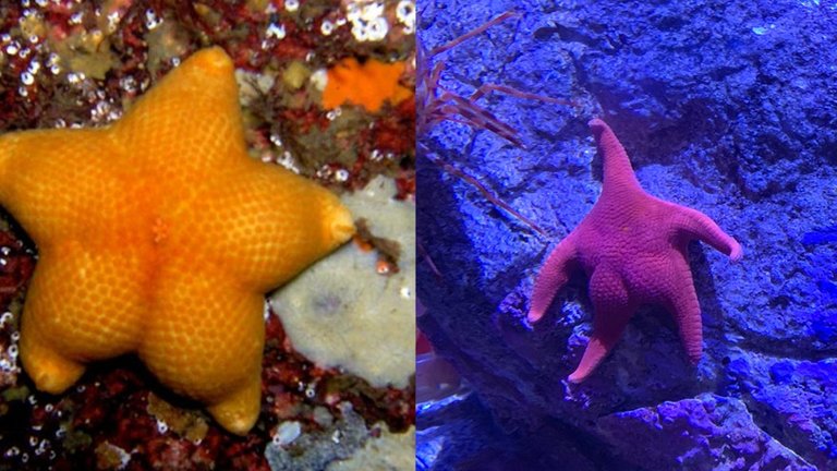 Starfish butts.jpg