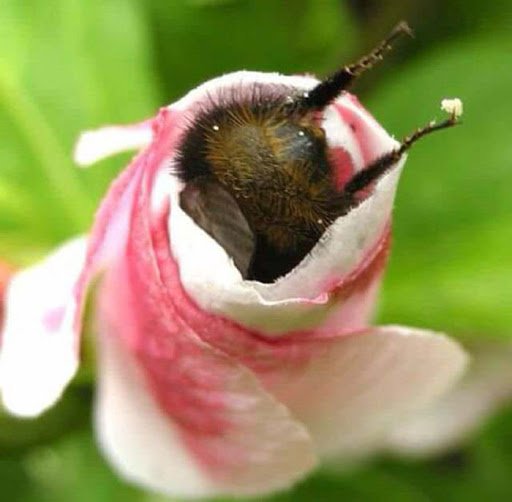 Bee Butt2.jpg