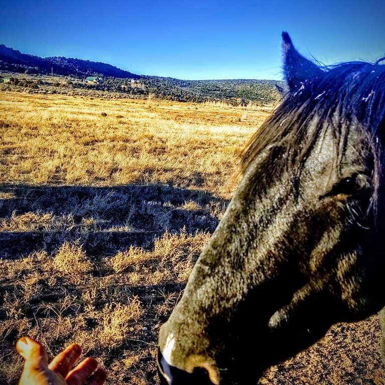 me petting a horse.jpg