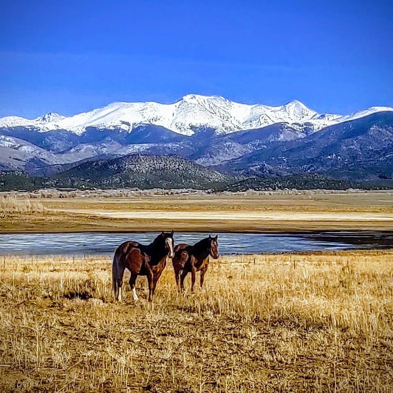 two horses by the lake.jpg