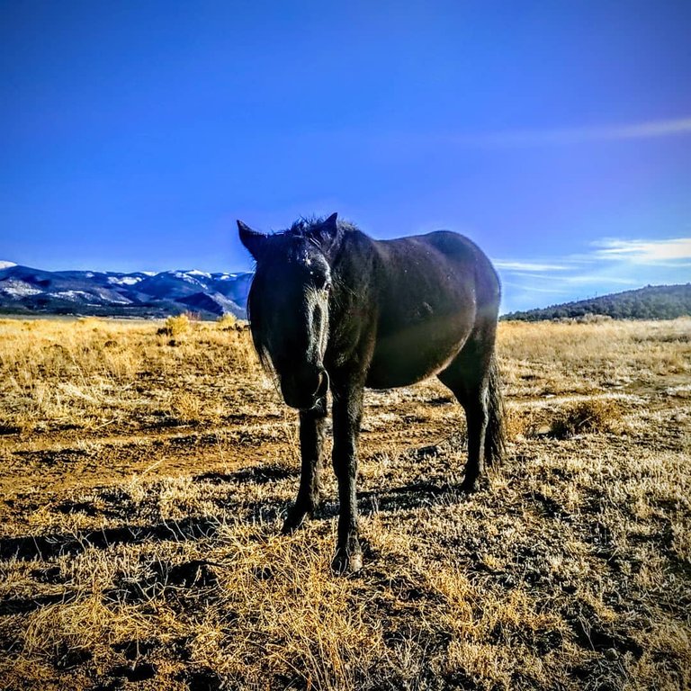 beautiful black mare.jpg