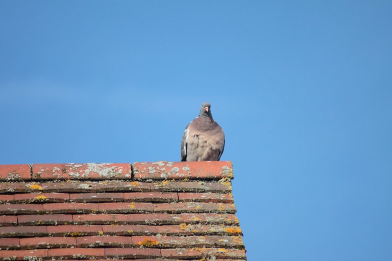 A pigeon, in its happy place, on top of my neighbour's roof
