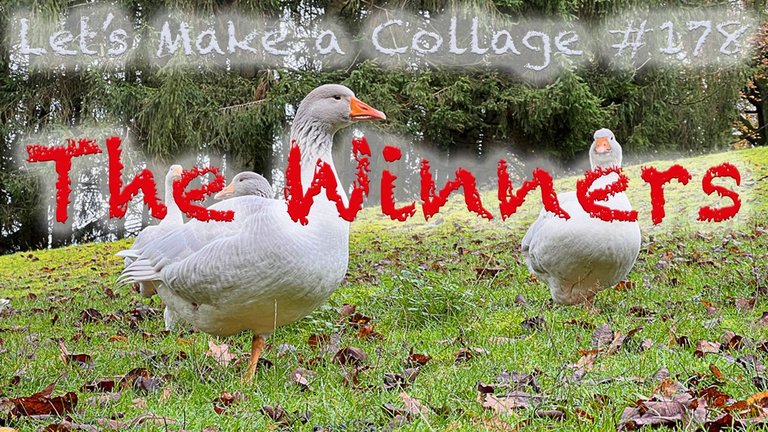 178-winners.jpg