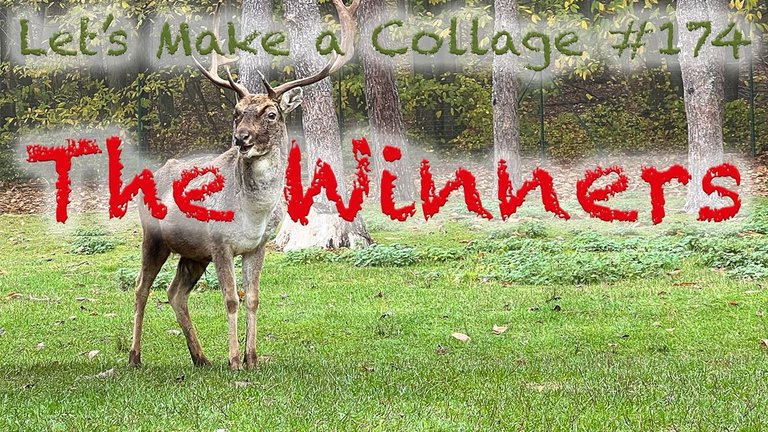 174-winners.jpg