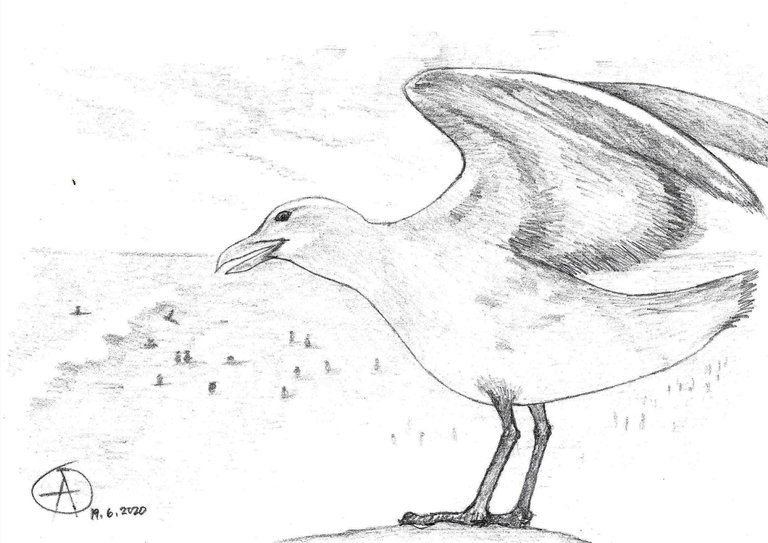 Seagull at the Beachfn.jpg