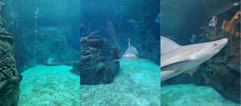 ANIMALSHARK.png